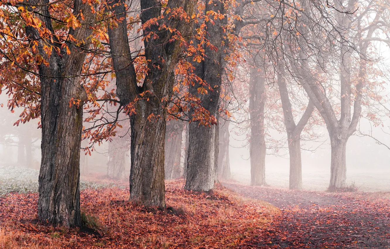 Photo wallpaper autumn, fog, Park