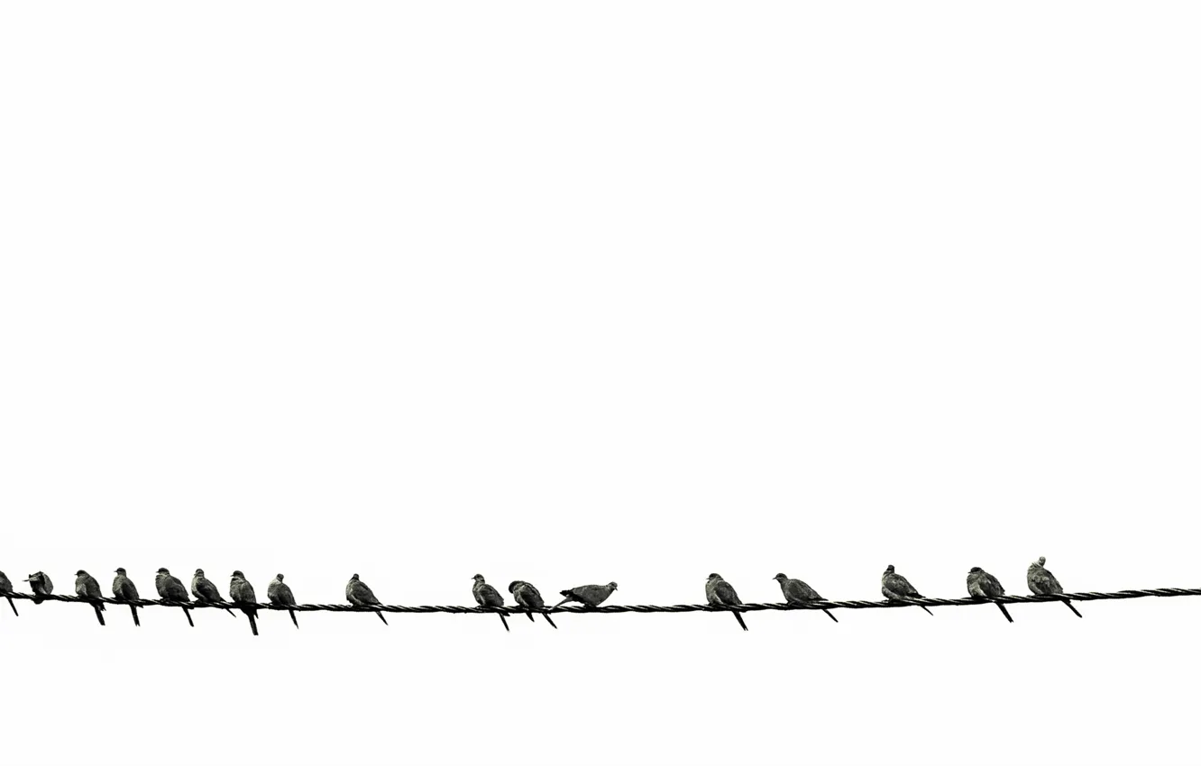 Photo wallpaper birds, background, wire
