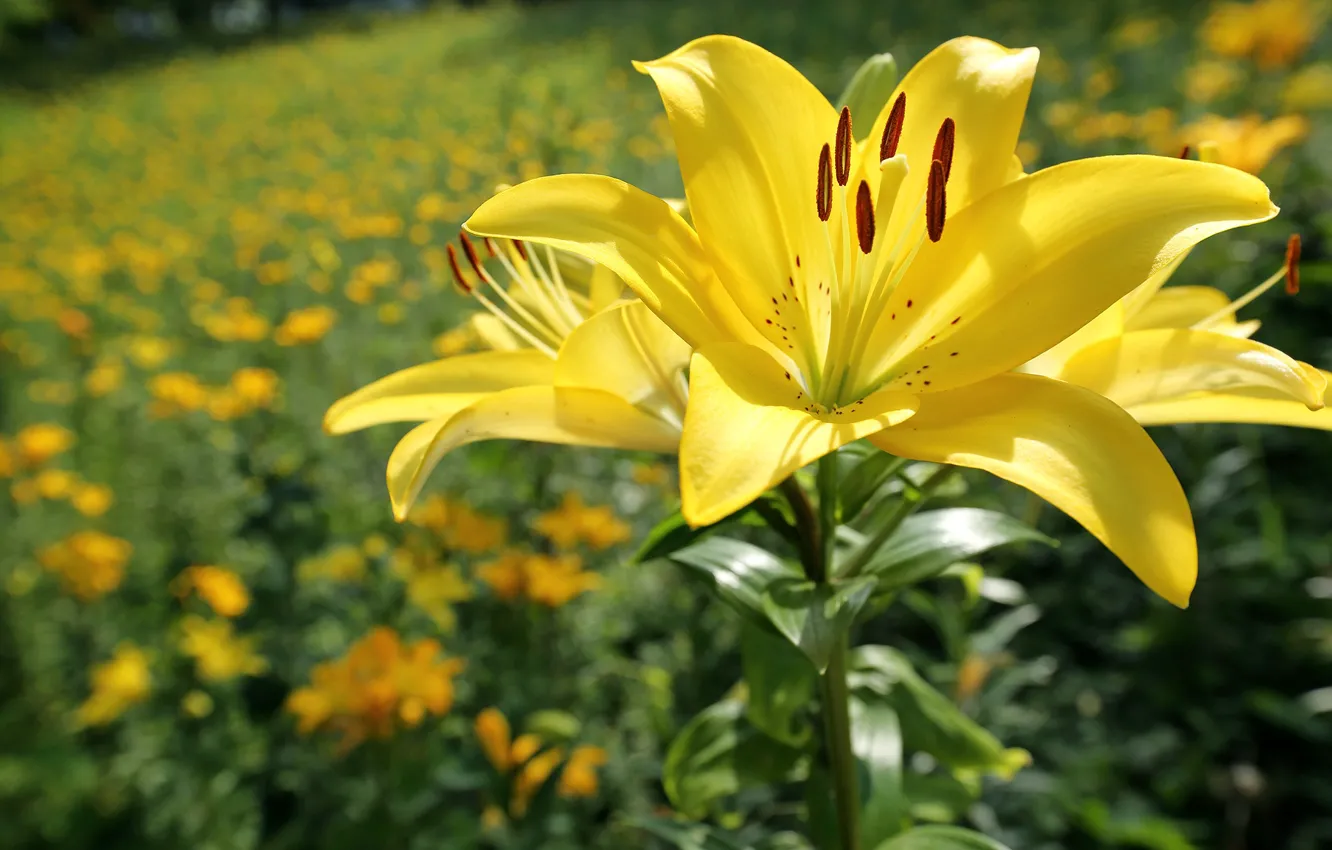 Photo wallpaper flower, the sun, flowers, Lily, yellow, bokeh, closeup