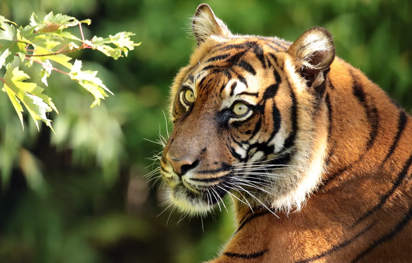 Photo wallpaper face, tiger, portrait, predator, branch, Sumatran tiger