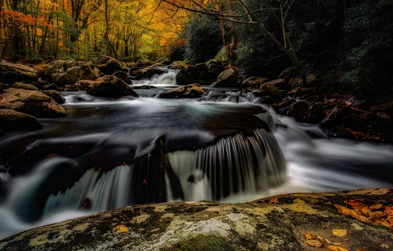 Photo wallpaper forest, rocks, shore, waterfall, stream