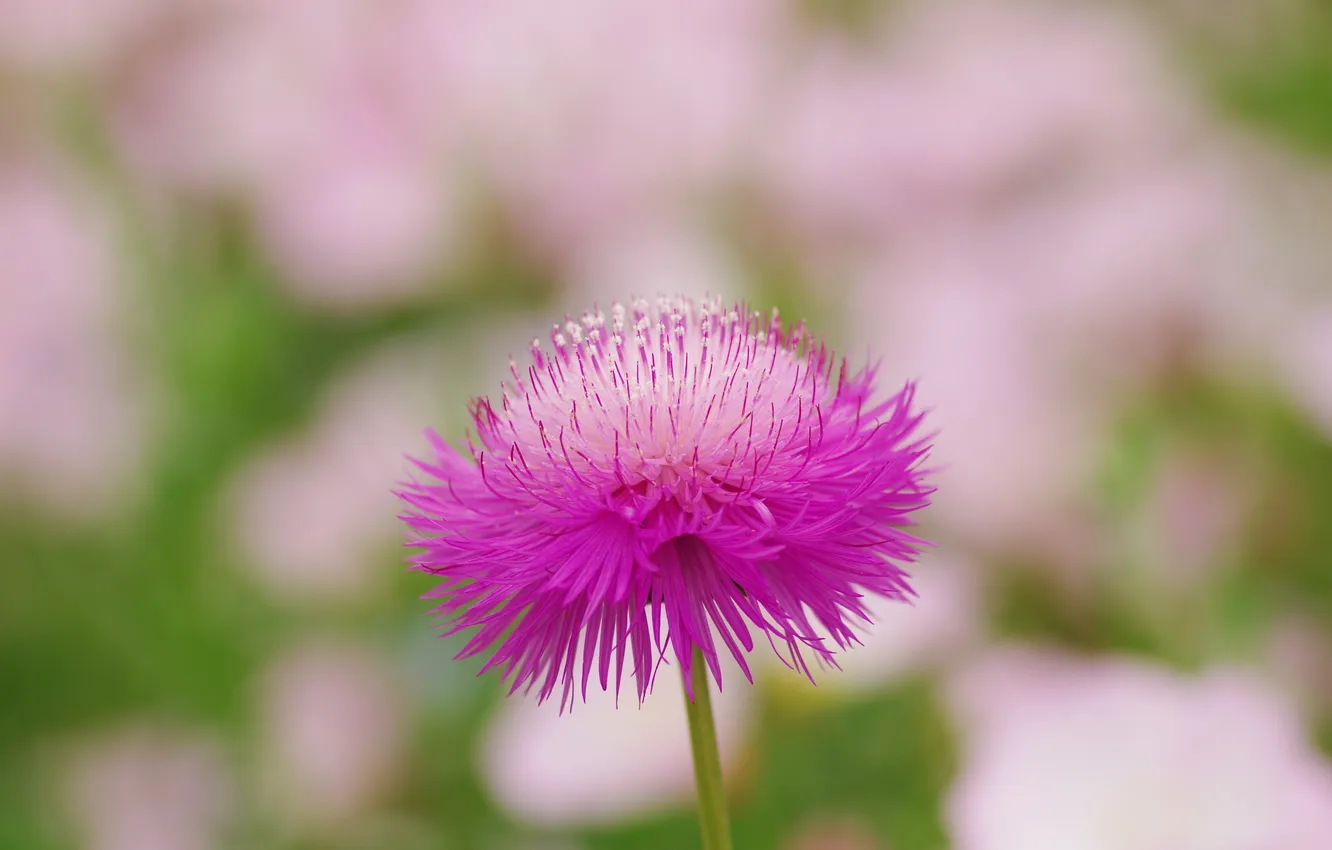 Photo wallpaper macro, flowers, nature