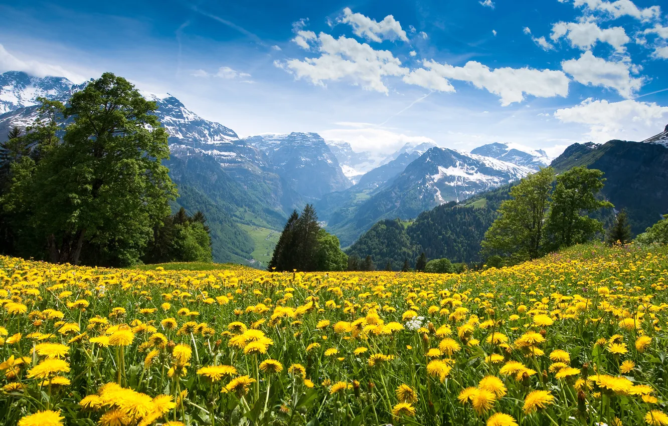 Photo wallpaper forest, trees, flowers, mountains, glade, meadow, gorge, dandelions