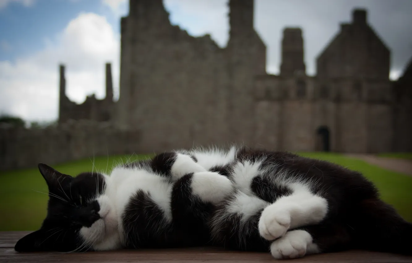 Photo wallpaper cat, background, sleeping, lies, spotted