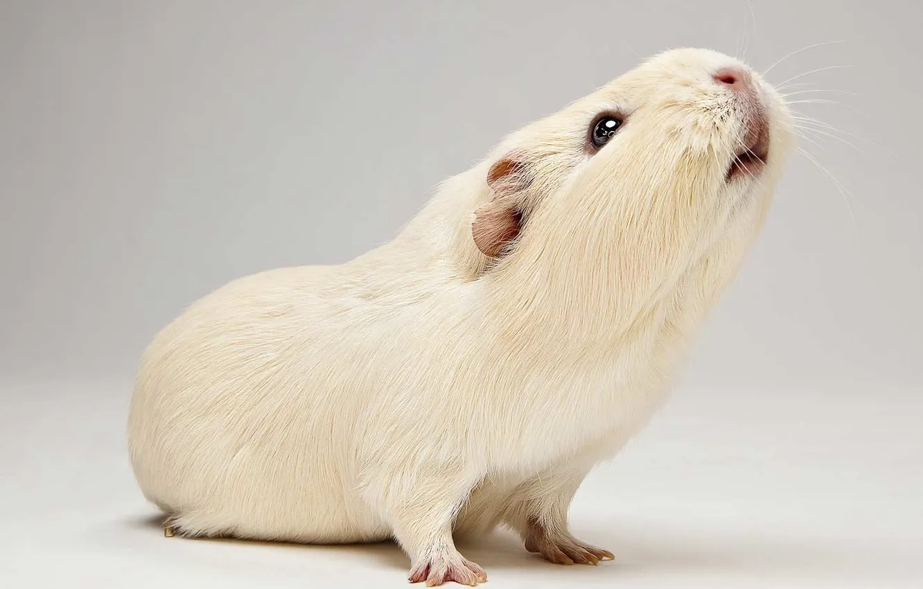 Photo wallpaper sea, pig, white