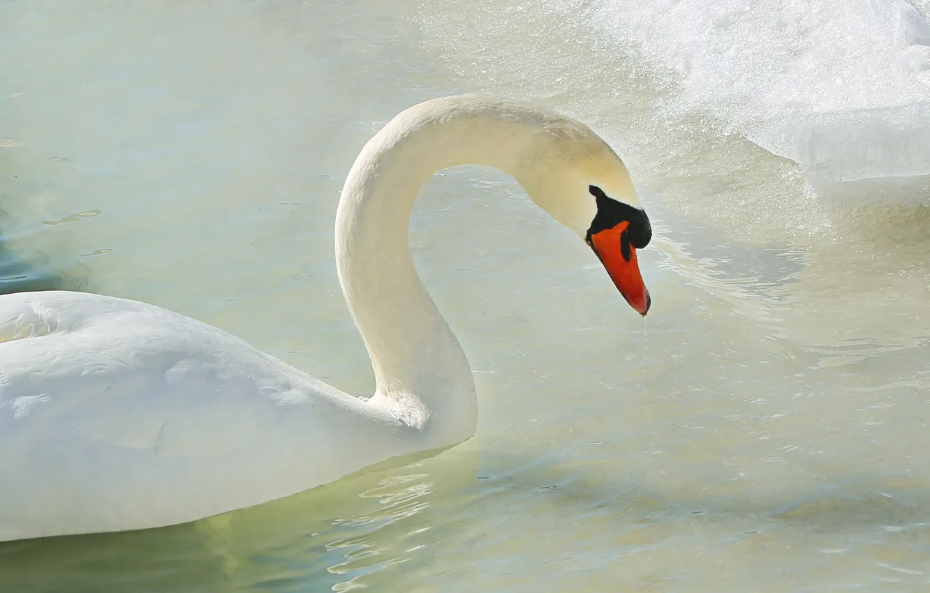 Photo wallpaper ice, water, bird, Swan
