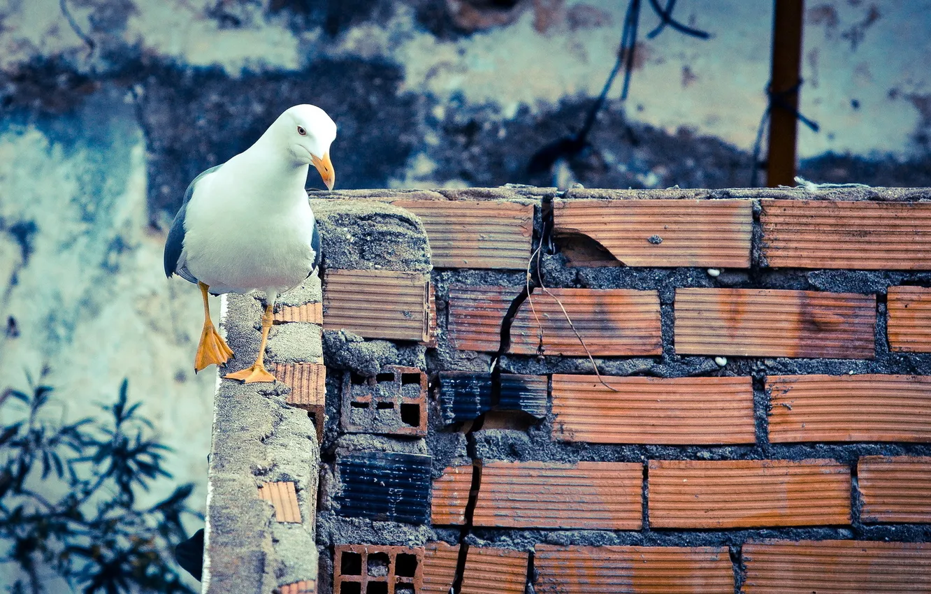 Photo wallpaper background, wall, bird