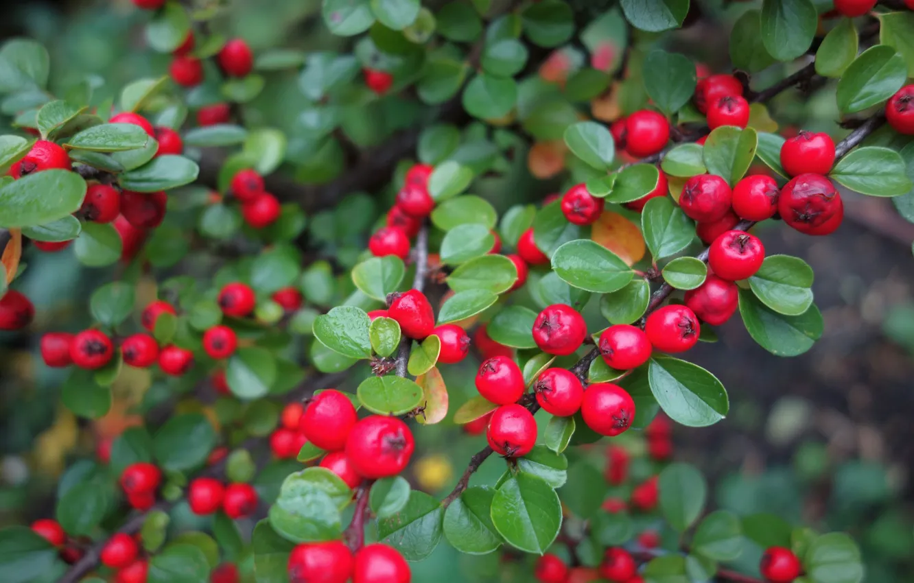 Photo wallpaper leaves, branches, berries, dogwood