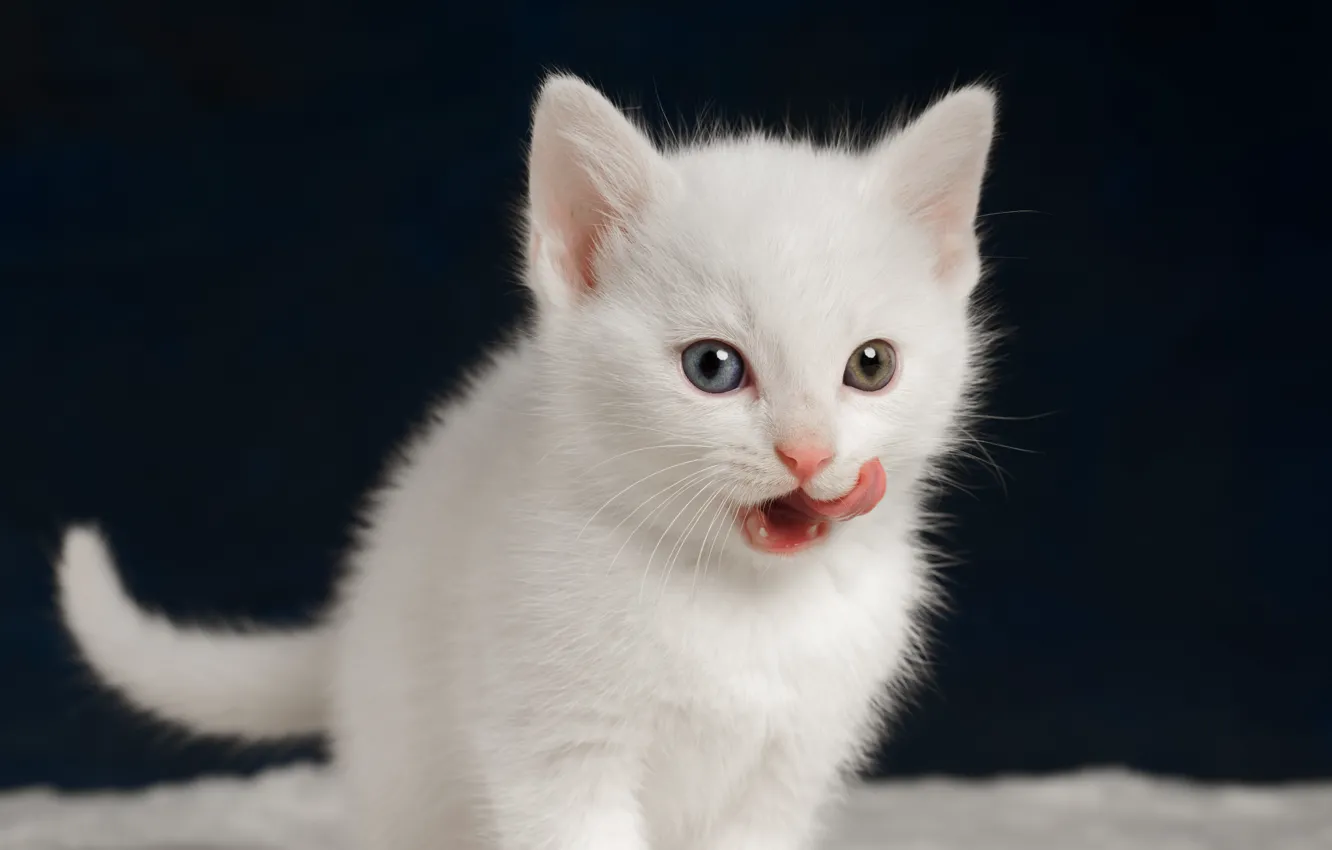 Photo wallpaper language, cat, white, the dark background, kitty, small, kitty