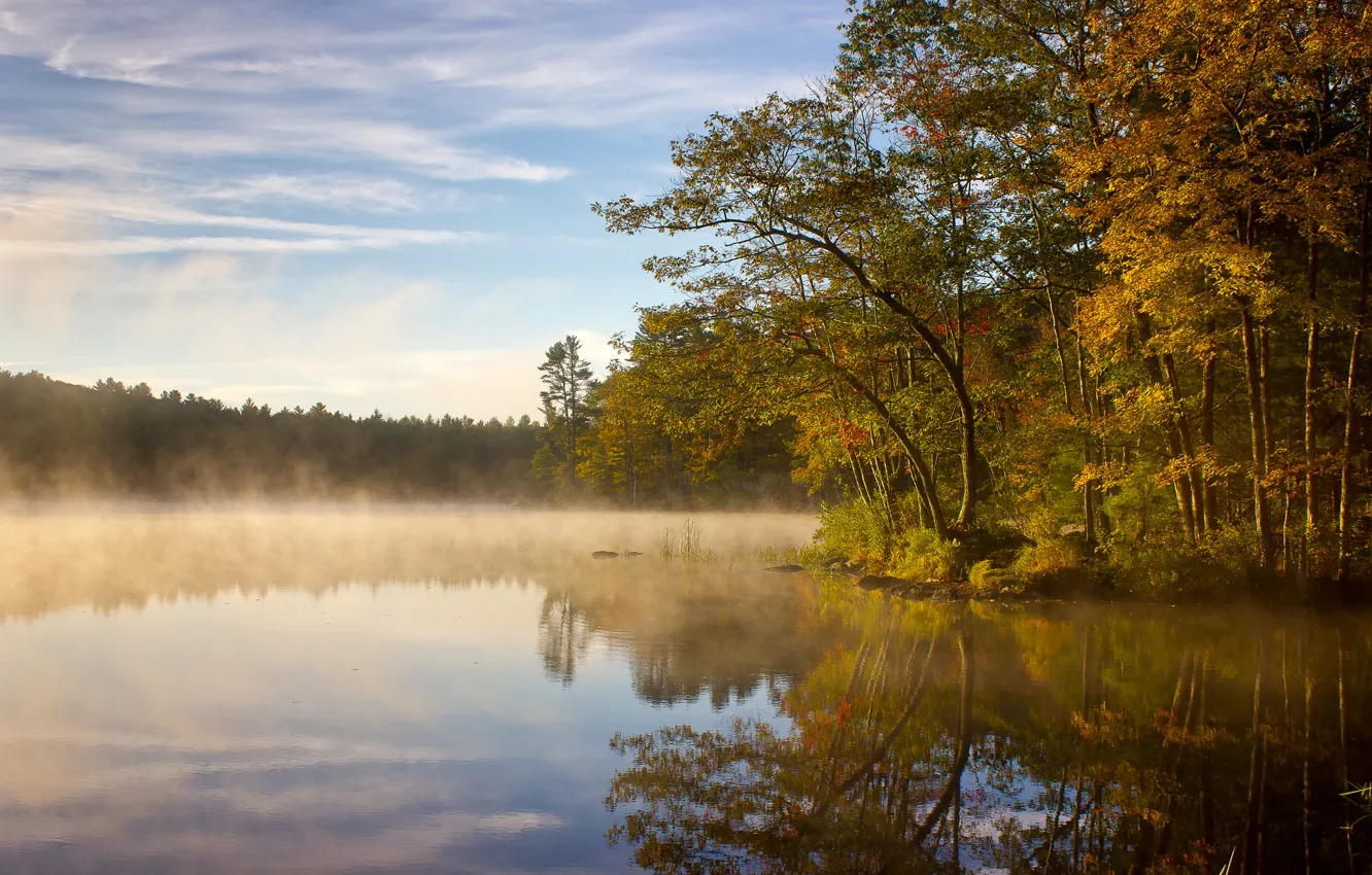 Photo wallpaper forest, fog, lake, morning