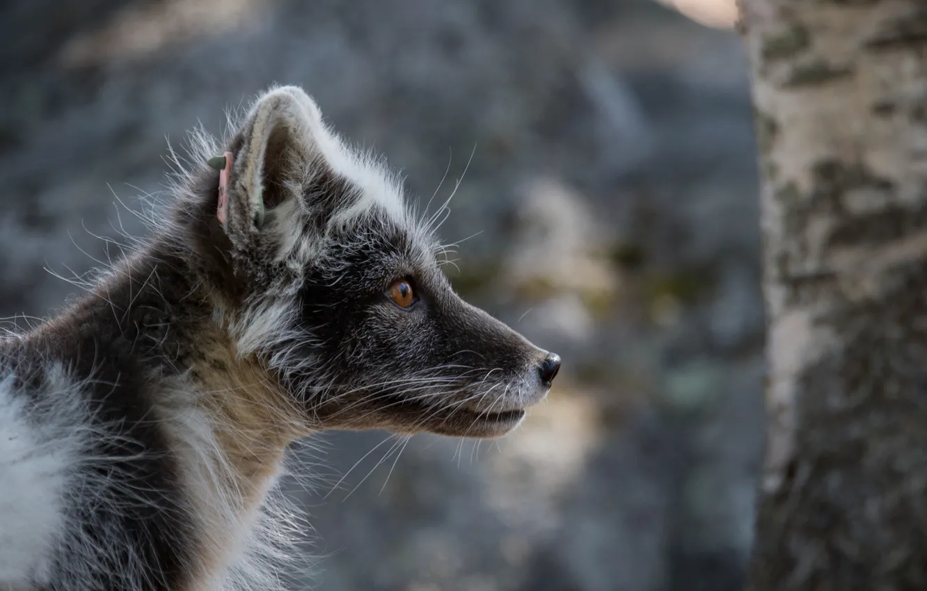 Photo wallpaper portrait, Fox, Fox, polar, in summer furs