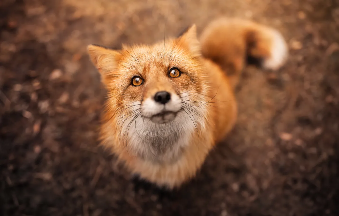 Photo wallpaper look, face, Fox, red, bokeh
