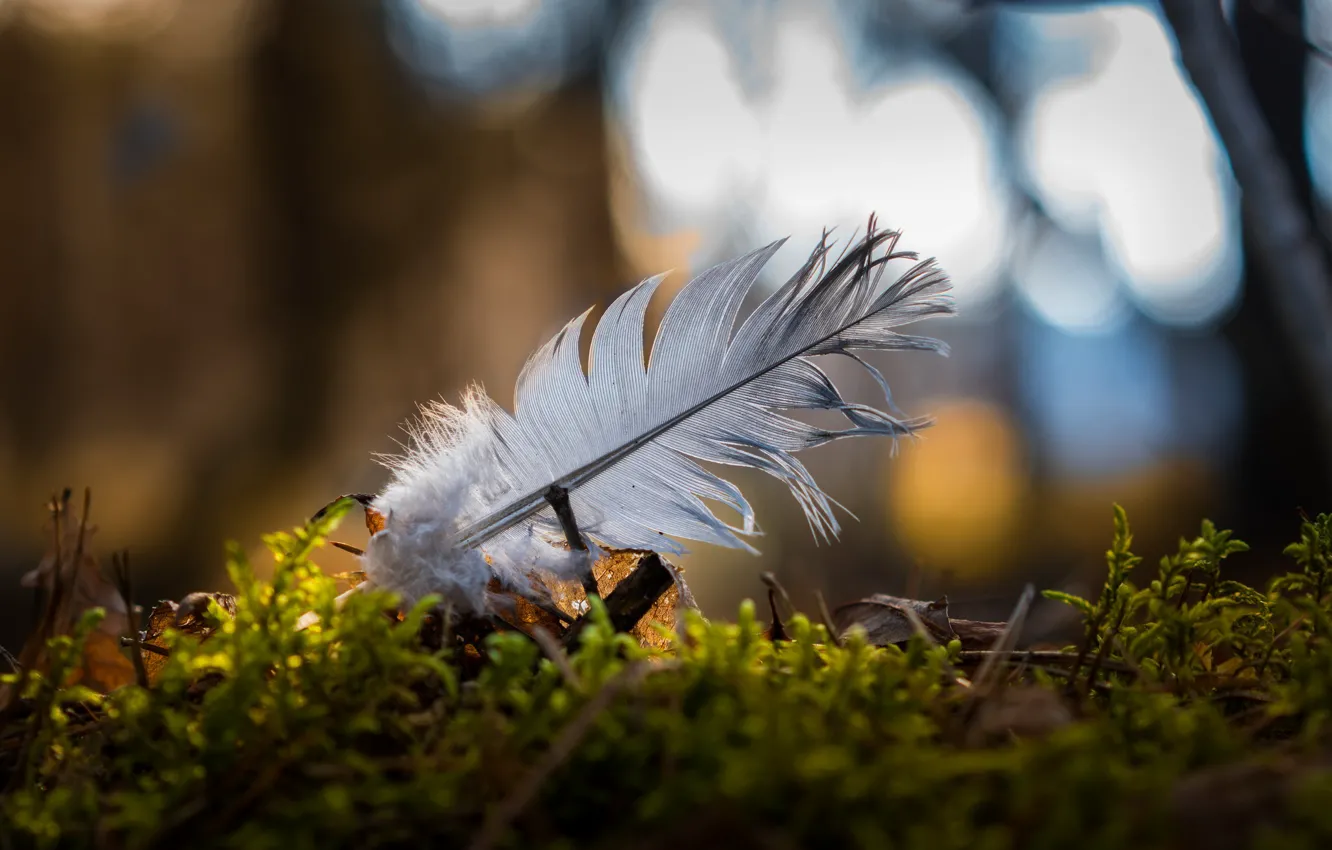 Photo wallpaper macro, bokeh, a feather