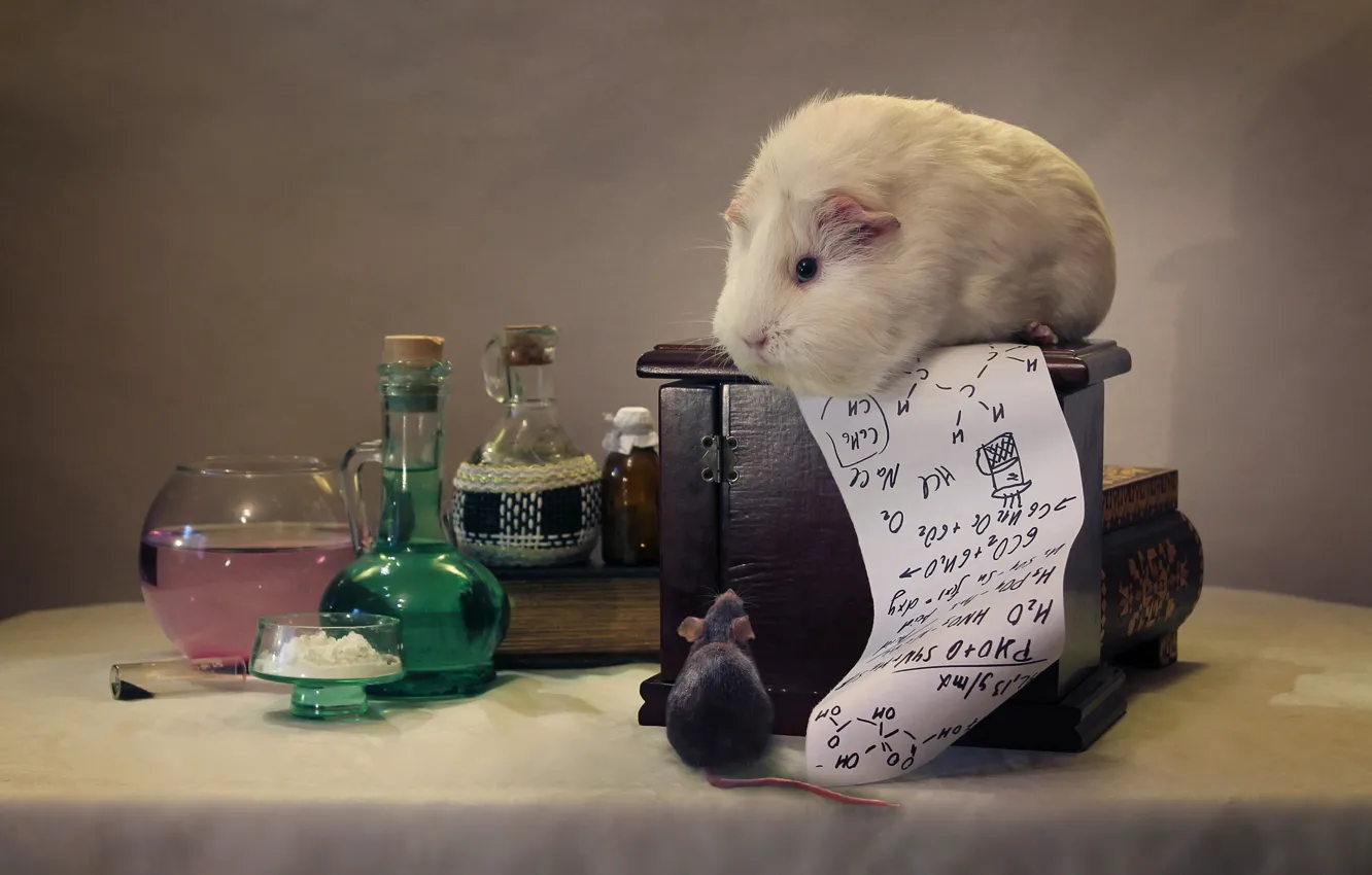 Photo wallpaper mouse, Guinea pig, formula, chemistry