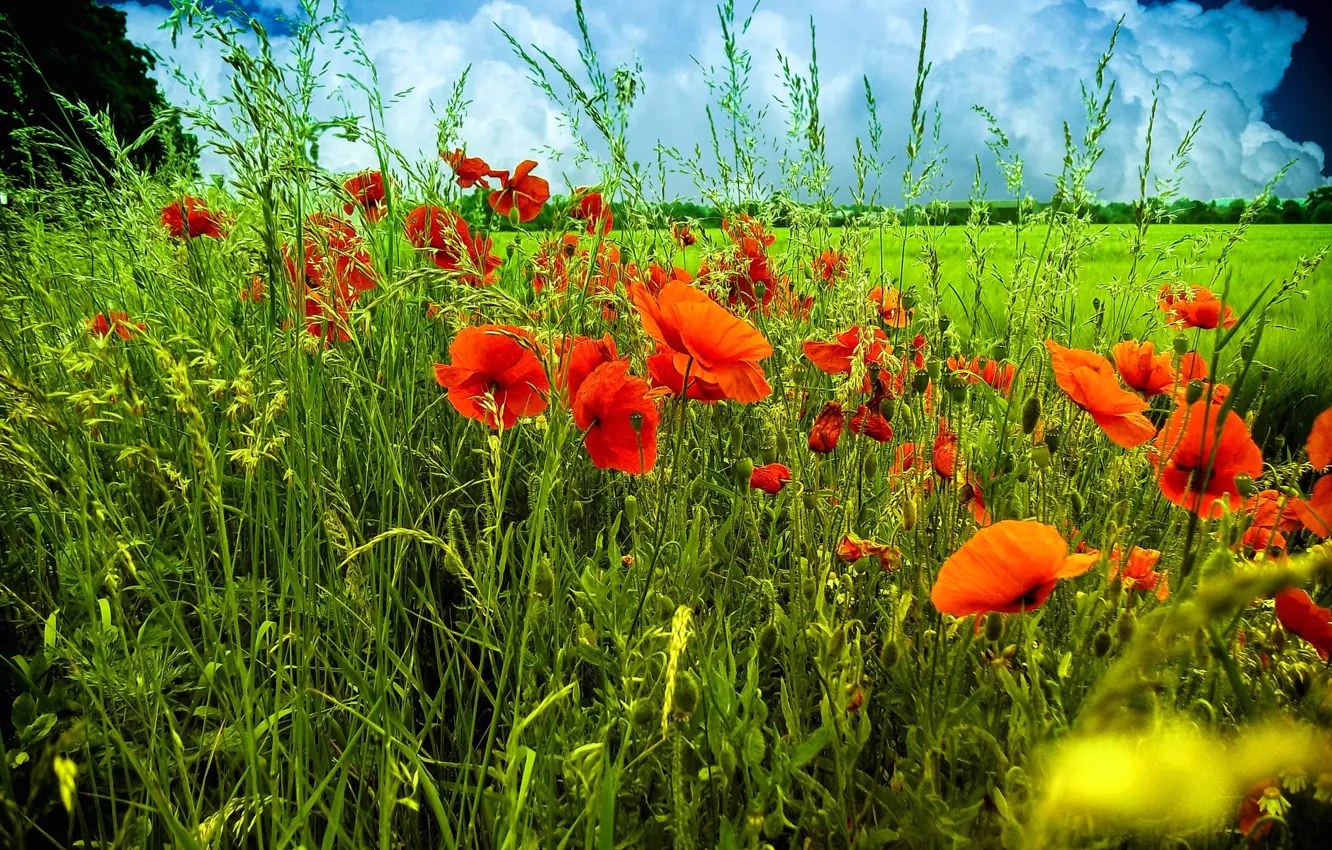Photo wallpaper field, the sky, grass, flowers, clouds, Maki, meadow