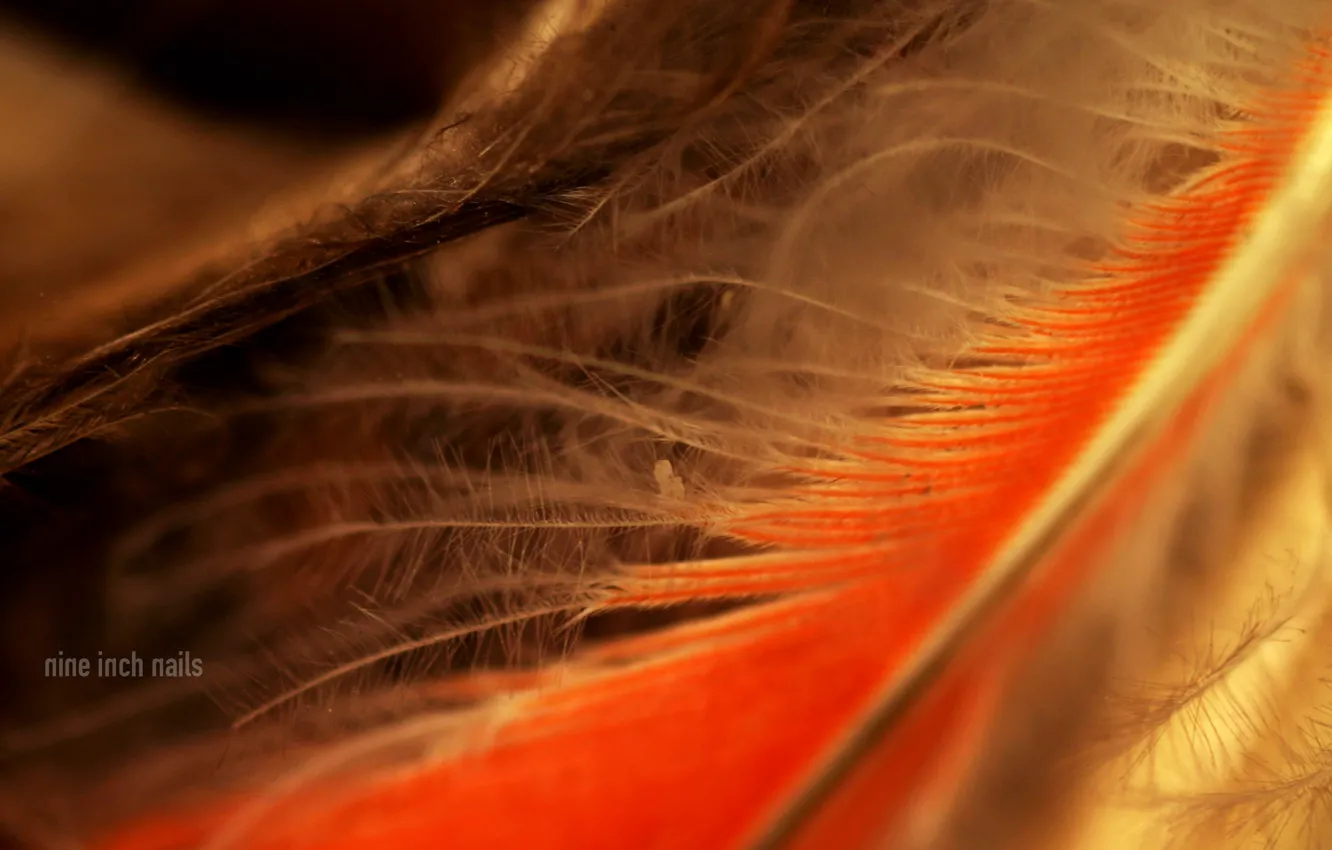 Photo wallpaper feathers, Nine Inch Nails