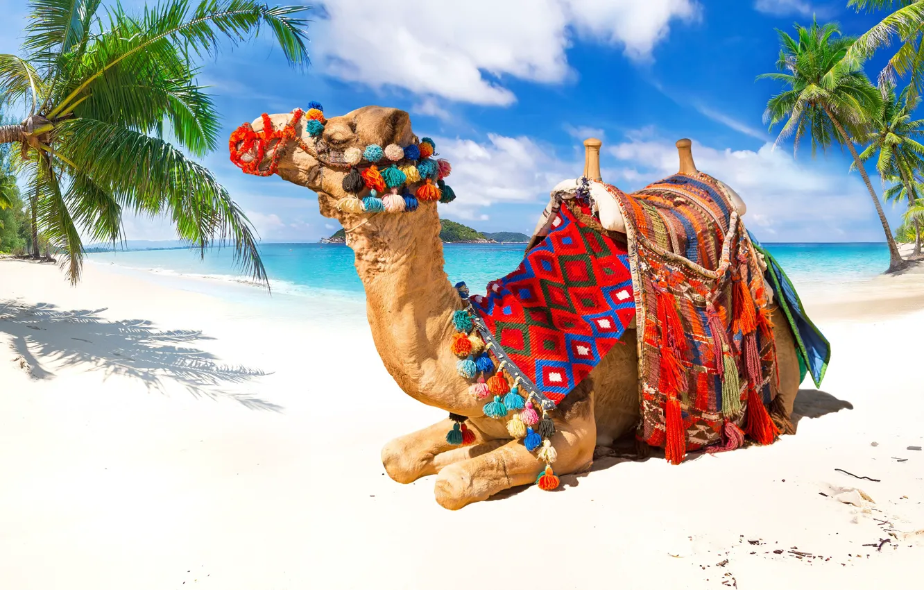 Photo wallpaper sea, beach, camel