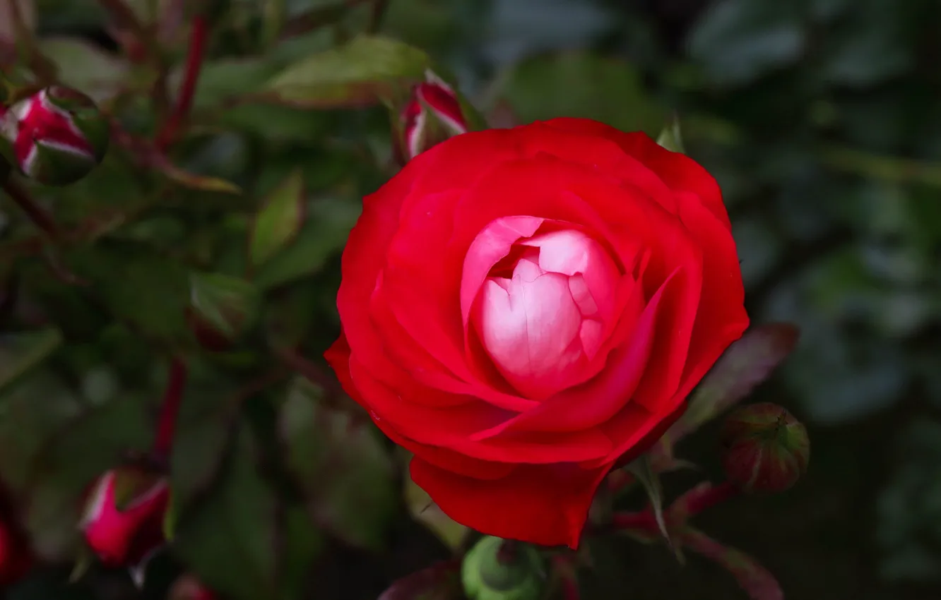Photo wallpaper red, roses, buds
