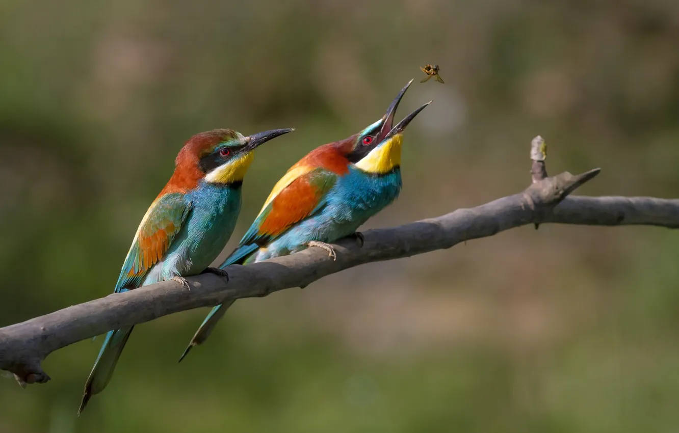 Photo wallpaper birds, branch, insect, catches, Golden bee-eater, peeled, european bee-eater