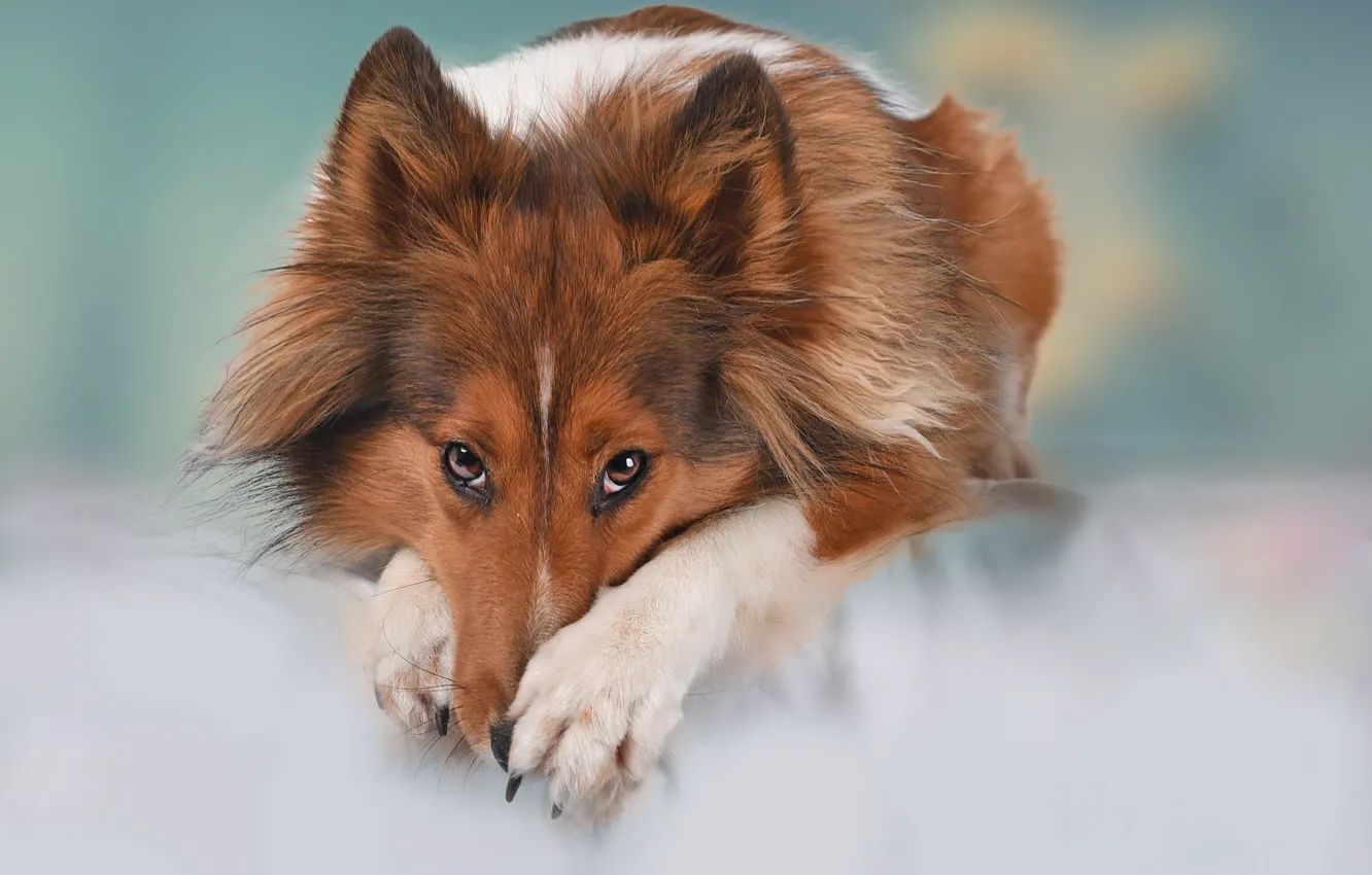 Photo wallpaper look, face, background, dog, paws, Sheltie, Shetland Sheepdog