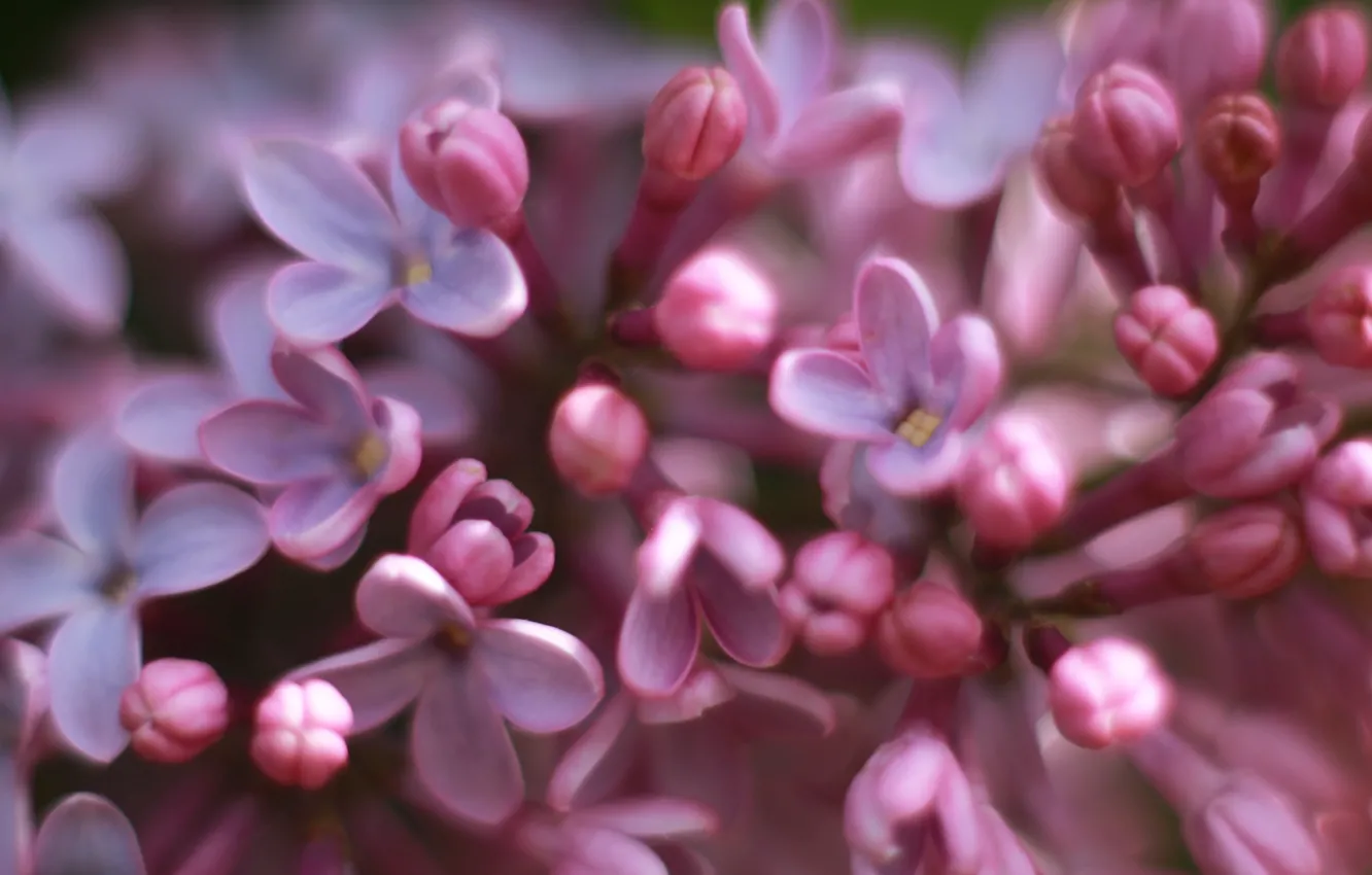 Photo wallpaper flower, spring, lilac, bloom