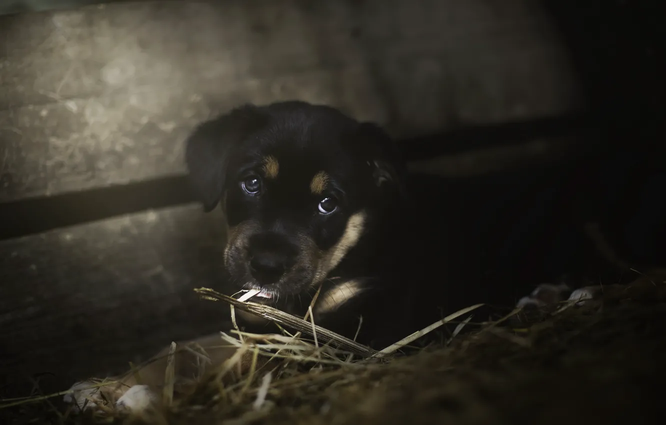 Photo wallpaper look, dog, puppy