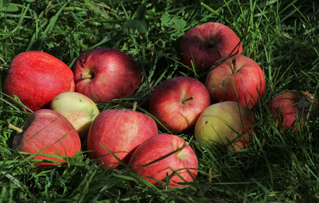 Photo wallpaper grass, apples, harvest