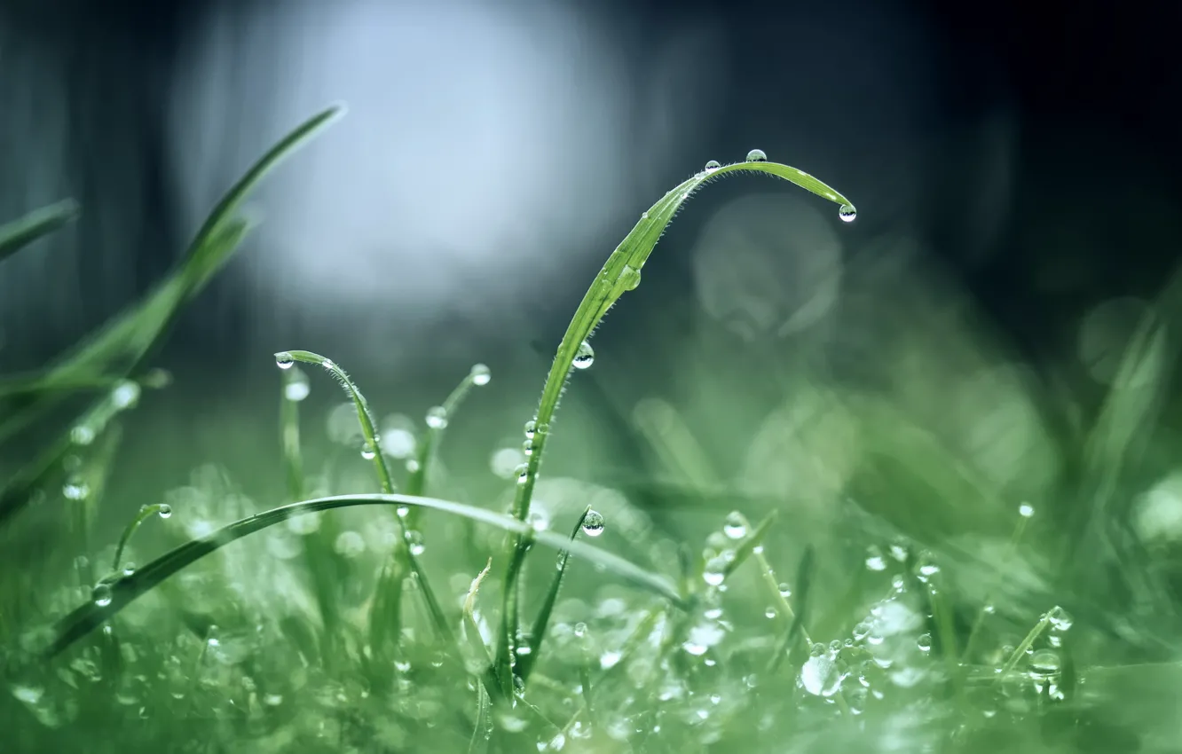 Photo wallpaper greens, grass, drops, Rosa, glare, morning, after the rain
