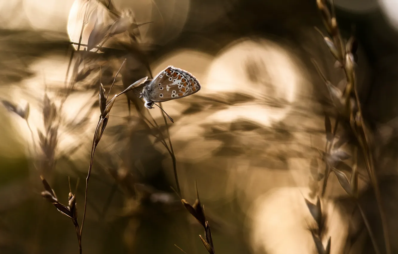 Photo wallpaper nature, background, butterfly