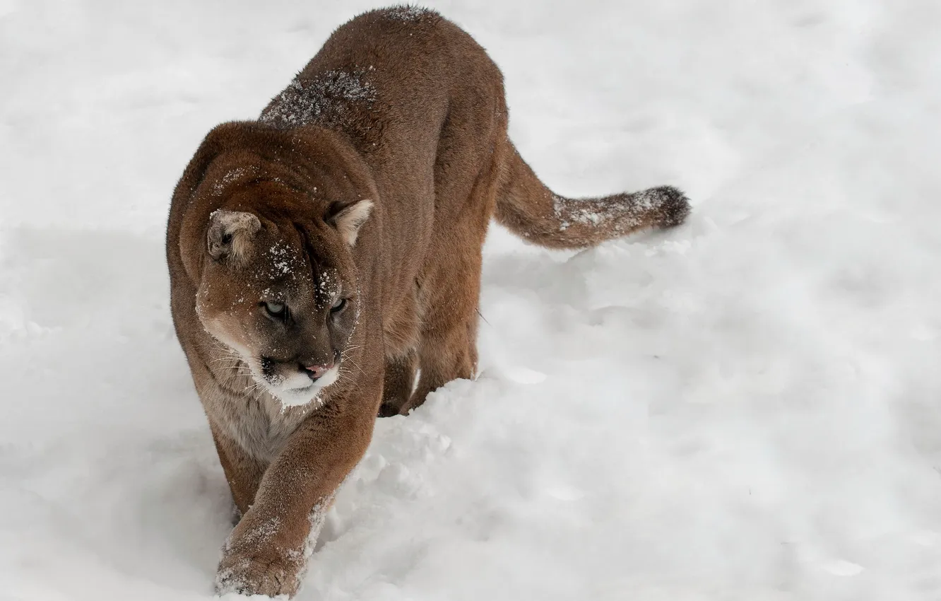 Photo wallpaper snow, nature, Cougar