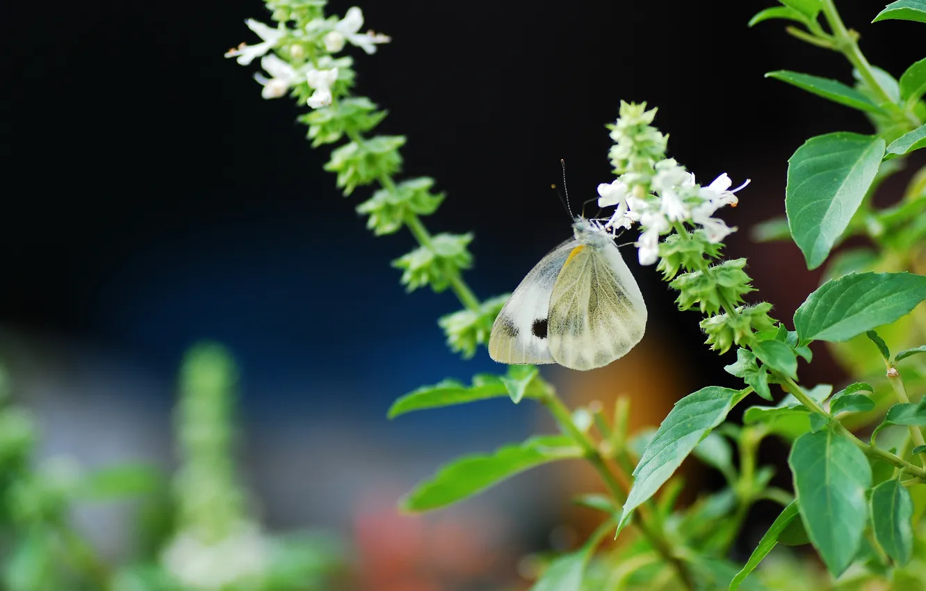 Photo wallpaper flowers, background, butterfly, blur