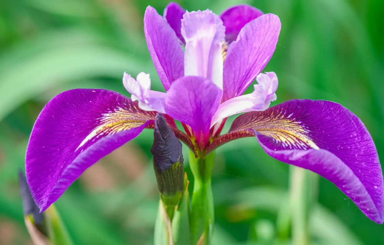 Photo wallpaper macro, web, petals, iris