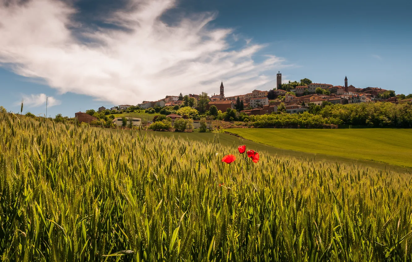 Photo wallpaper field, Maki, village, Italy, Italy, Piedmont