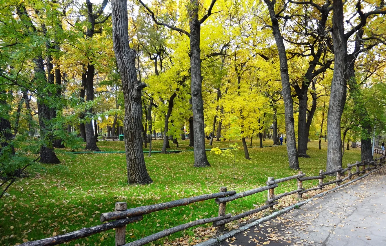 Photo wallpaper autumn, trees, Park, foliage