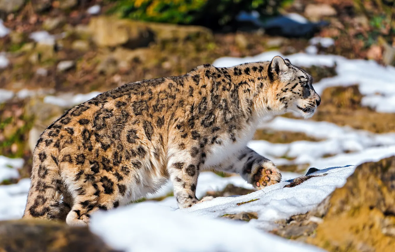 Photo wallpaper snow, stones, hunting, Snow leopard, IRBIS, is