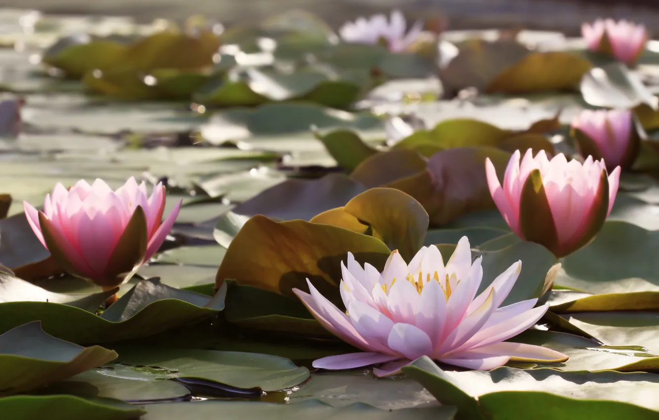 Photo wallpaper leaves, water, water lilies, water, leaves, water lilies