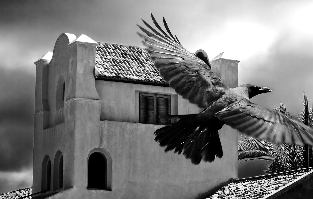 Photo wallpaper palm trees, bird, building, black and white