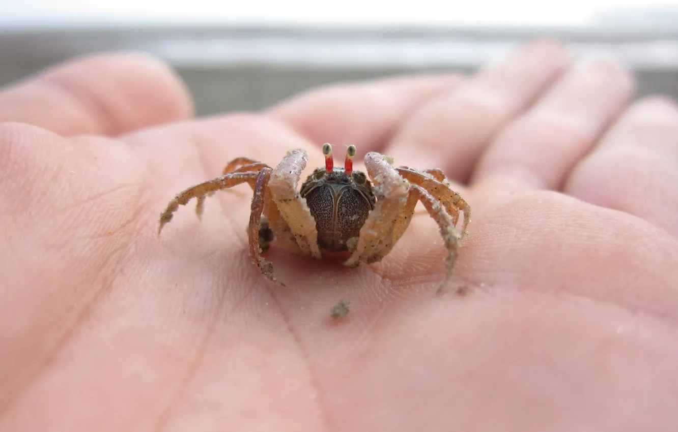 Photo wallpaper beach, sea, ocean, crab