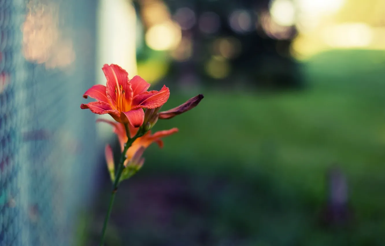 Photo wallpaper greens, flower, macro, flowers, red, background, mesh, widescreen