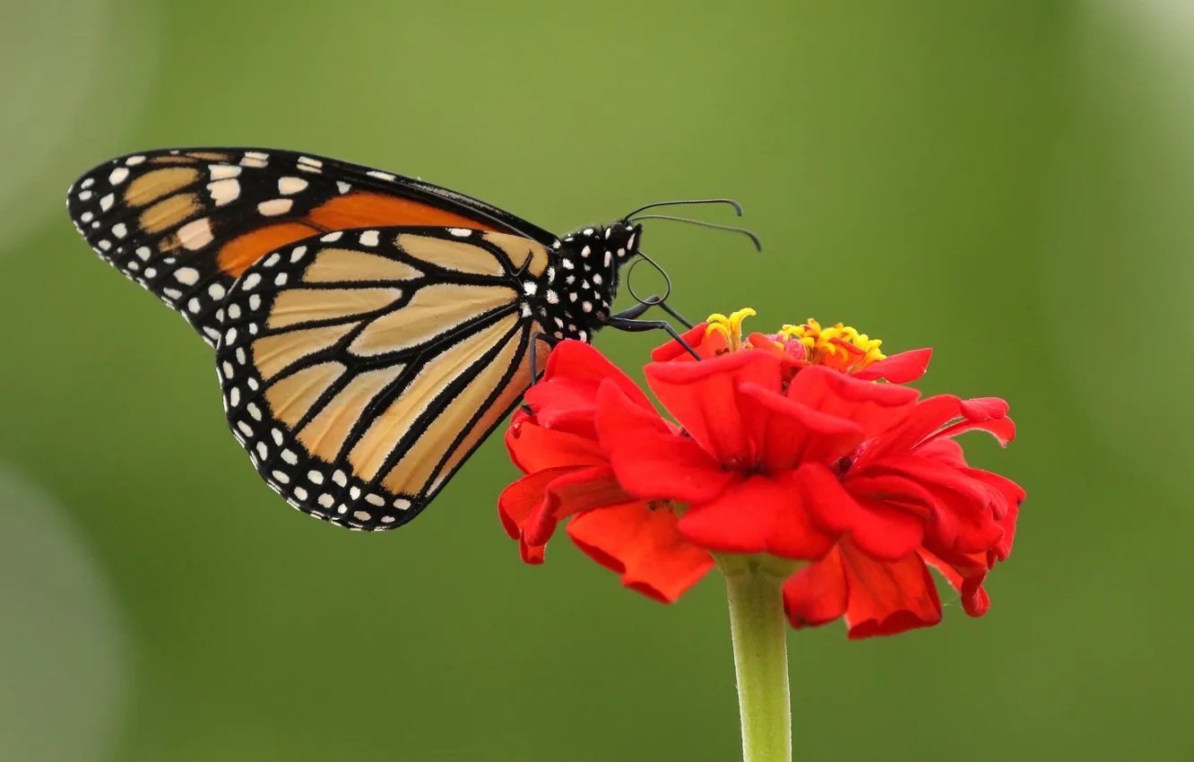 Photo wallpaper flower, macro, background, butterfly, Zinnia, The monarch