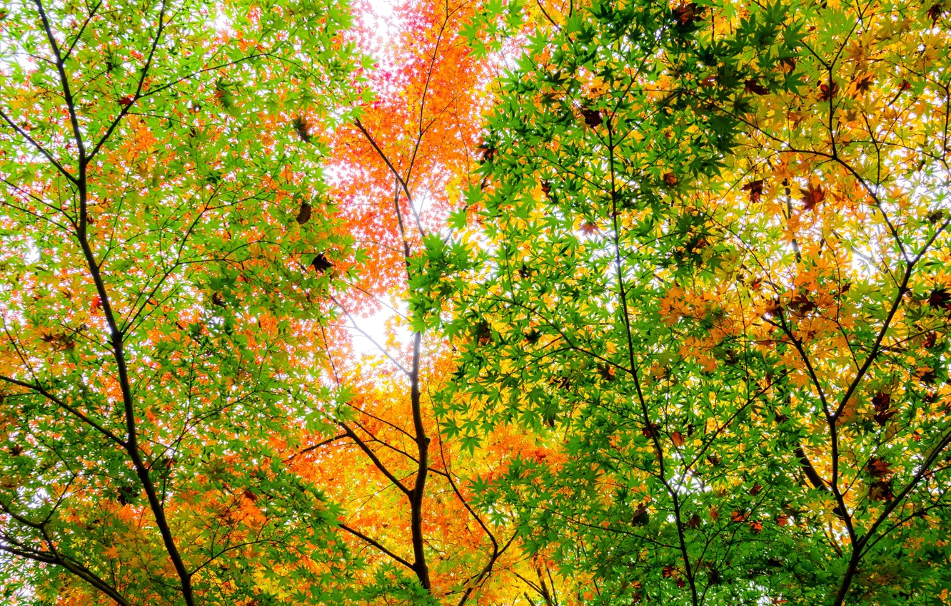 Photo wallpaper autumn, leaves, trees, branches