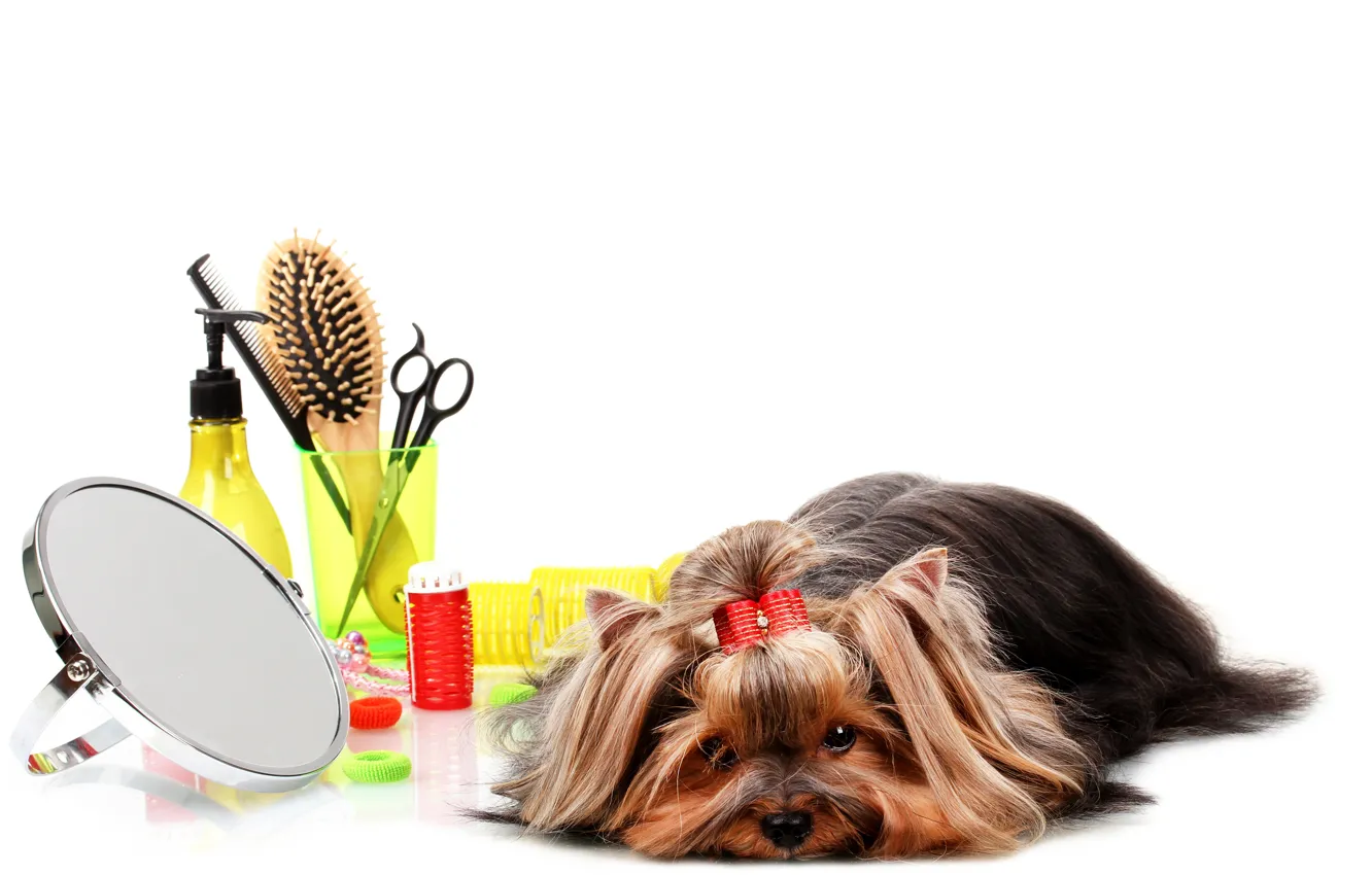 Photo wallpaper dog, Terrier, the situation, York, bow, comb, dog