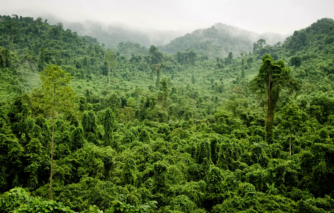 Photo wallpaper greens, forest, trees, fog, tropics, jungle, jungle