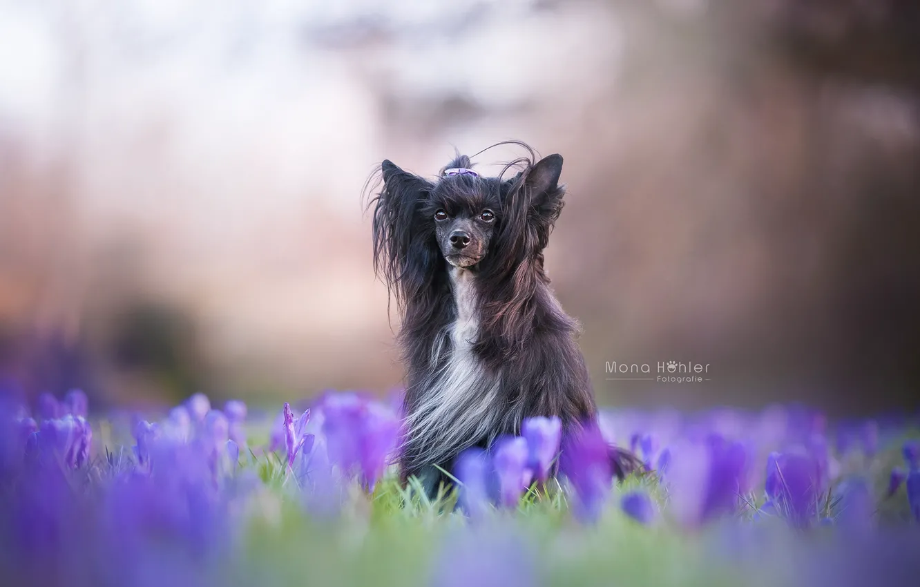 Photo wallpaper flowers, dog, crocuses, bokeh, shaggy, Chinese crested dog