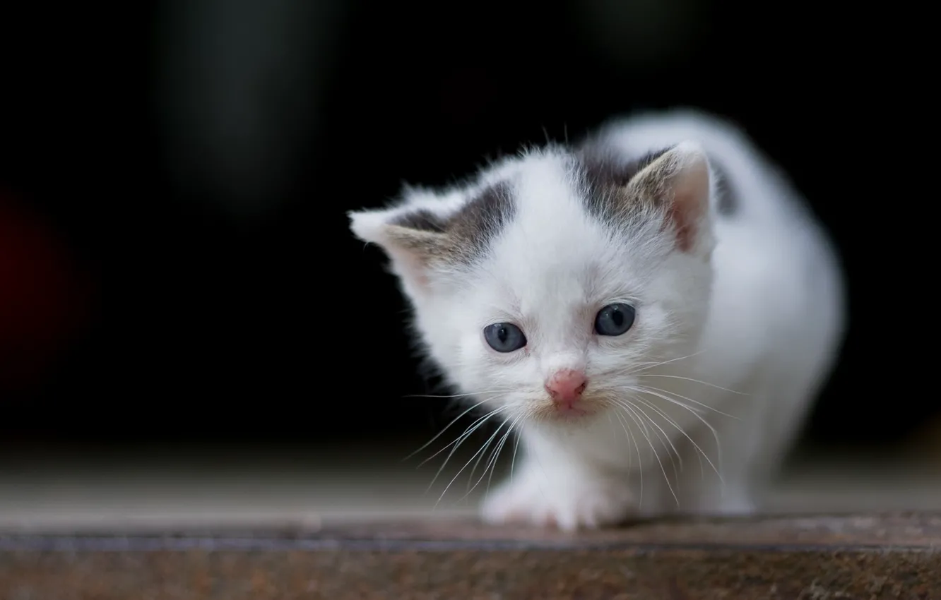 Photo wallpaper baby, kitty, baby