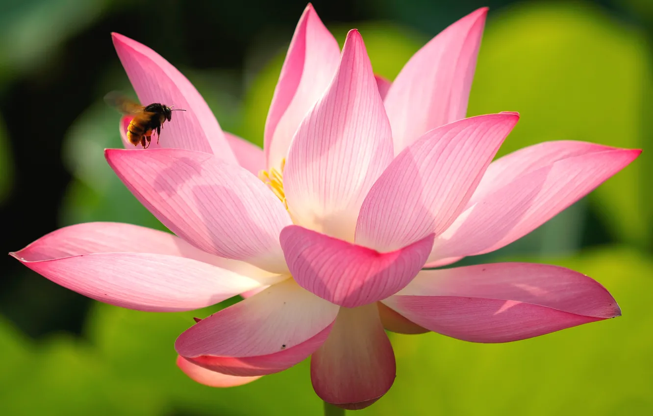 Photo wallpaper flower, macro, light, close-up, bee, pink, petals, Lotus