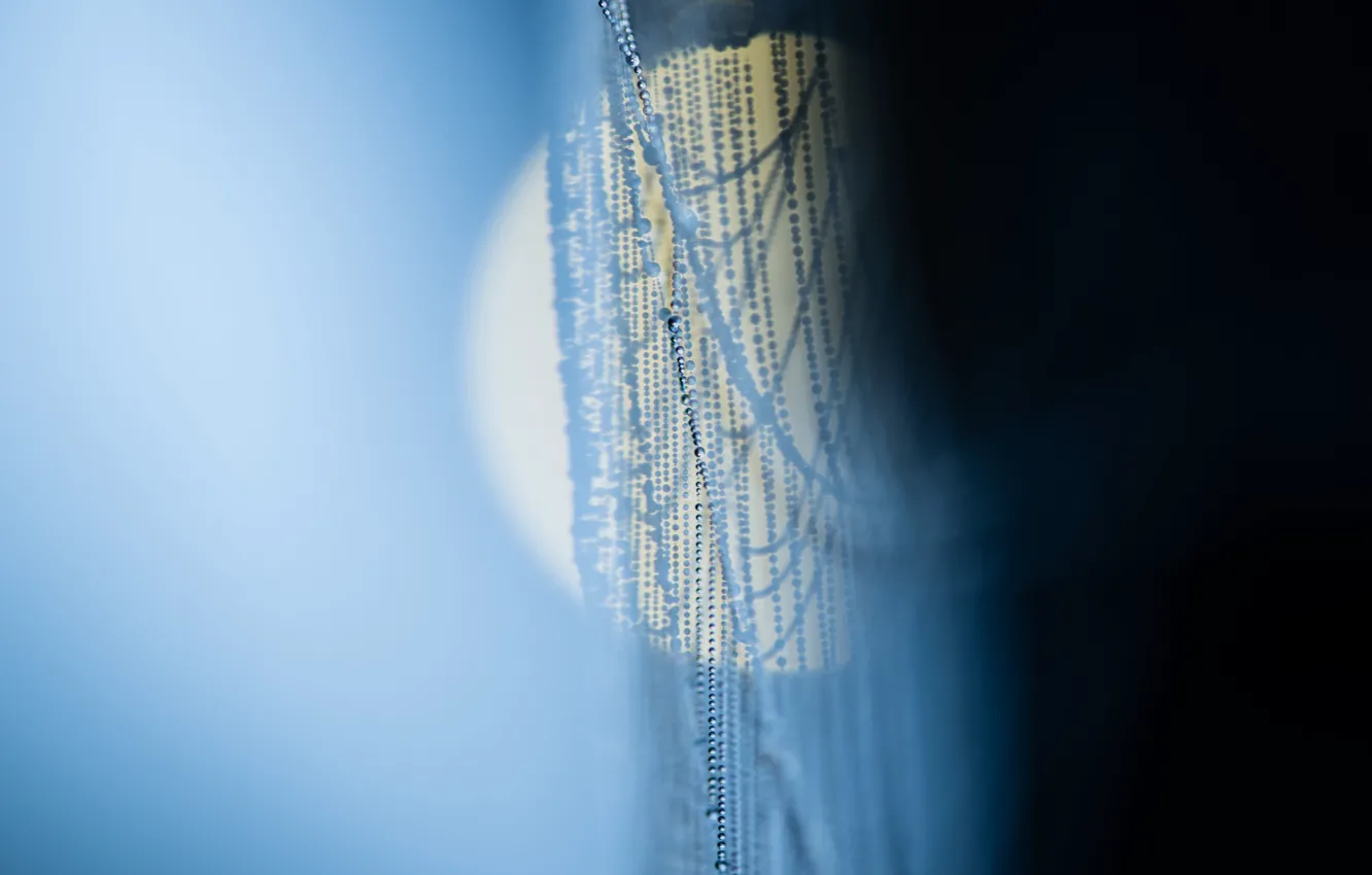 Photo wallpaper macro, background, web