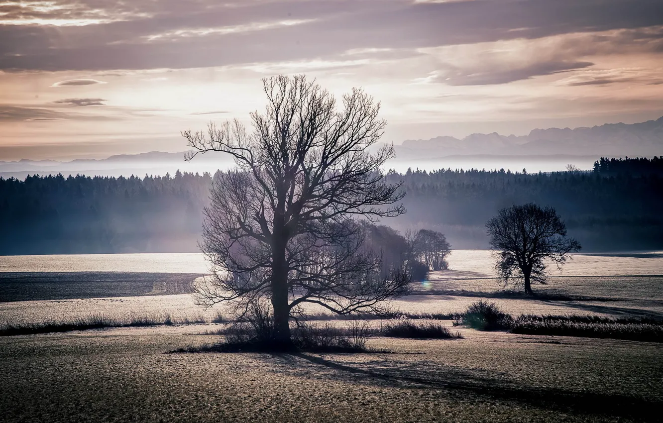 Photo wallpaper field, trees, landscape, sunset