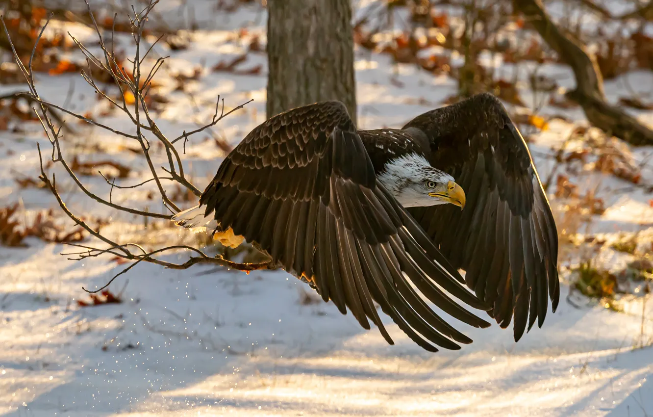 Photo wallpaper winter, snow, flight, branches, bird, eagle, predatory, bald eagle