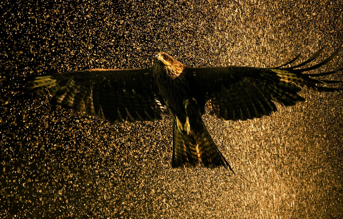 Photo wallpaper water, drops, rain, bird, Falcon, SOKO